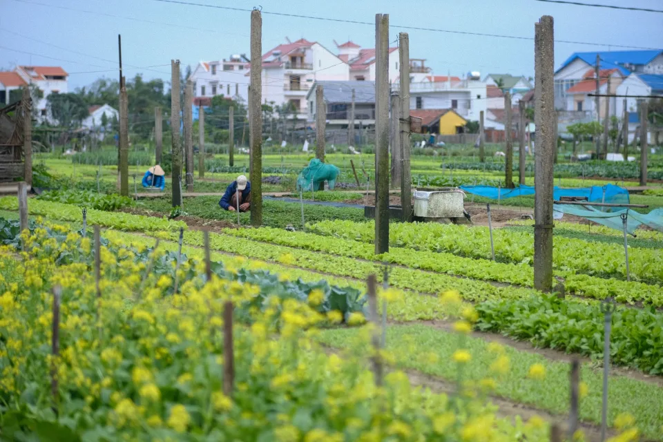 Vườn rau của 2 Đăng Farm
